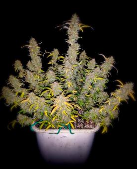 Northern Light Blue Auto - картинка 2