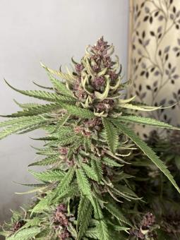 Girl Scout Cookies Auto - картинка 3