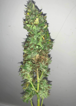 King's Kush - картинка 2