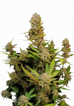 Apricot Auto fem