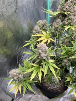 Stardawg Auto - картинка 5