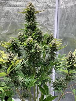 Cherry Cola Auto - картинка 4