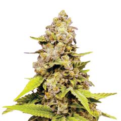 Bubblelicious Auto