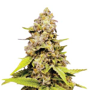 Bubblelicious Auto fem