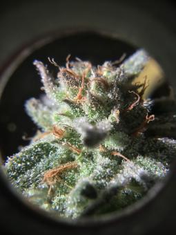 Raspberry Cough Auto - картинка 1