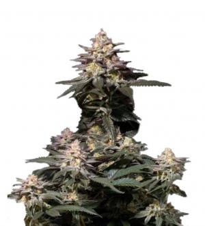 Purple Lemonade FF fem