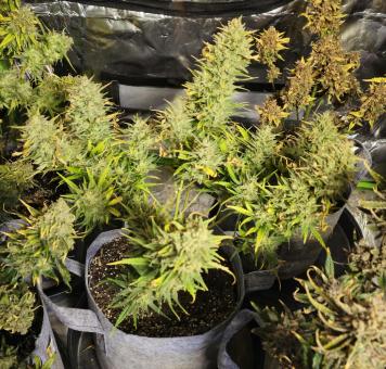 Strawberry Pie Auto - картинка 2