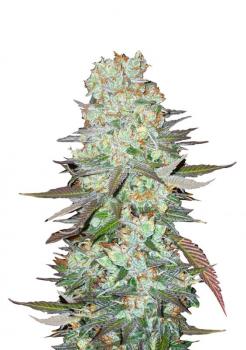 G14 Auto fem