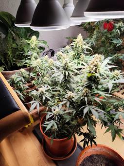Critical Neville Haze Auto  - картинка 4