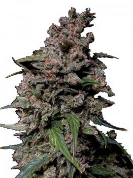 Strawberry Gorilla Auto fem