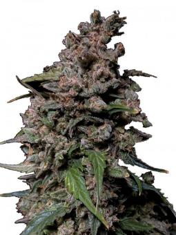 Strawberry Gorilla Auto - картинка 1