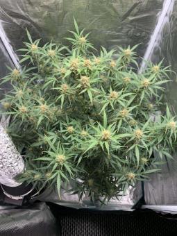 Big Bud Auto - картинка 5
