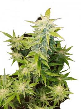 Blue Dream Auto fem