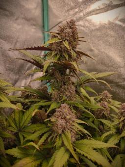 Orange Sherbet Auto - картинка 1