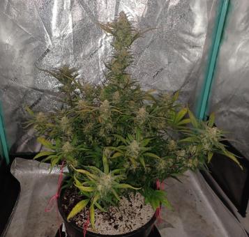 BubbleGum Auto - картинка 3