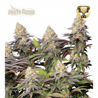 Panty Punch - картинка 1