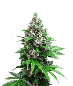 Killer Kush F1 Fast Version - картинка 1