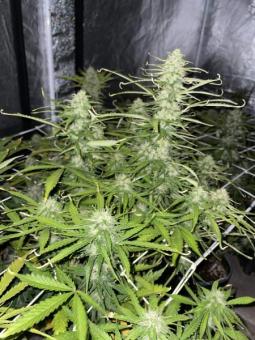 Northern Lights Auto - картинка 1