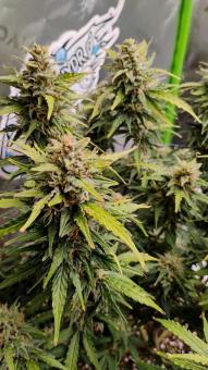Kamala OG Auto - картинка 1