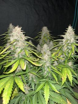 King's Juice Auto - картинка 3