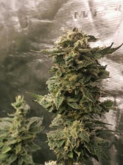 Sweet Mandarine Zkittlez F1 Fast Version - картинка 5