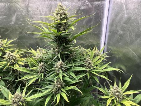 Cherry Cola Auto - картинка 2