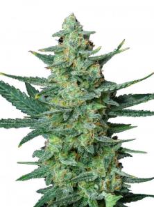 Vesta Autoflowering