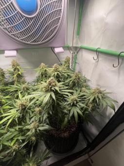 Tangie Auto - картинка 4