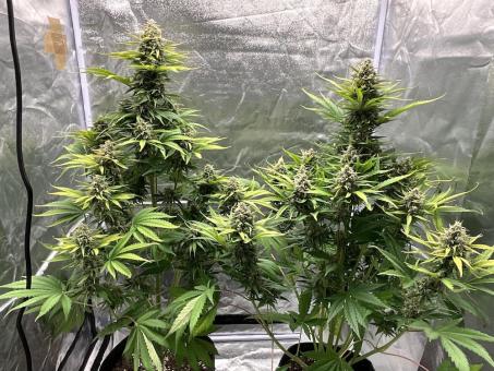 Cherry Cola Auto - картинка 3