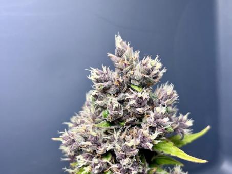 Purple Punch Auto - картинка 2