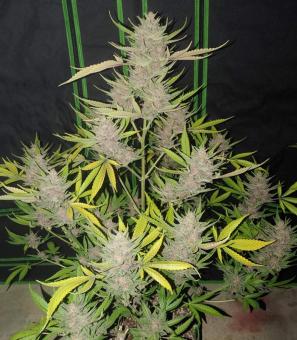 OG Kush Auto - картинка 6