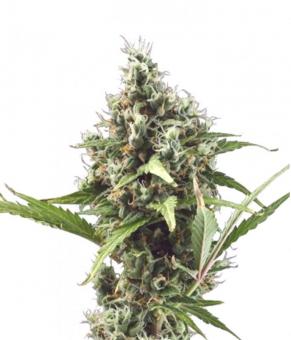 White Widow - картинка 1