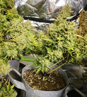 Strawberry Pie Auto - картинка 4