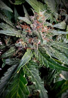 CBD Auto 1:1 (CBD Crack) - картинка 4