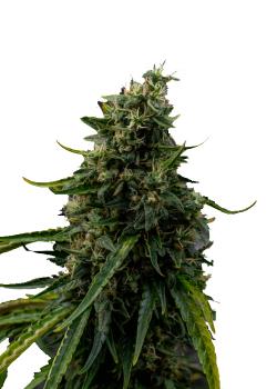 Rock Machine Auto fem