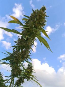Sherbet Queen Auto - картинка 5