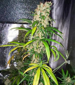 Master Kush Auto - картинка 5