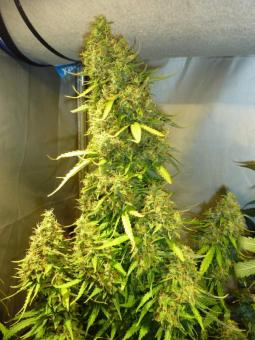 Fast Bud #2 Auto - картинка 1