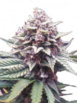 Fastberry Auto fem