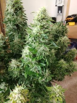 Auto Super Hash - картинка 3