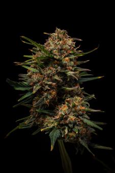Terp & Tonic Auto - картинка 1