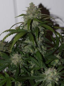 Tangie Auto - картинка 7