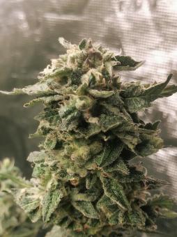 Sweet Mandarine Zkittlez F1 Fast Version - картинка 1