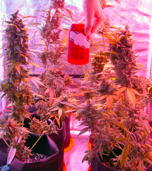 Green-O-Matic Auto - картинка 3