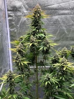 Cherry Cola Auto - картинка 1