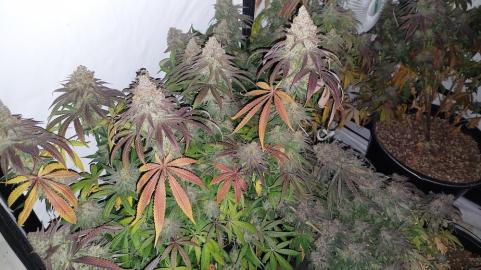 Super Lemon Haze x GMO - картинка 5