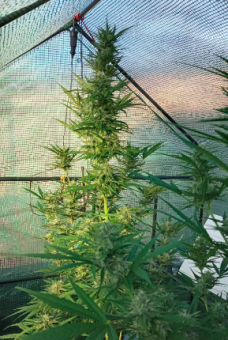 Sweet Mango Auto - картинка 3