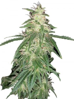 Sweet Mango Auto