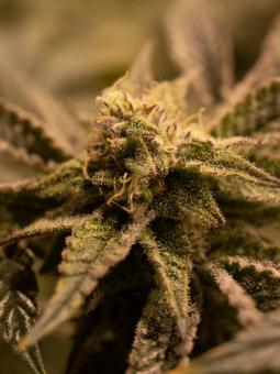 Sherbet Queen Auto - картинка 10