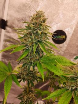 Sherbet Queen Auto - картинка 4